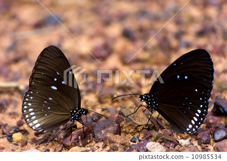 Euploea core butterflys gathering water on the rock floor Euploea core butterflys gathering water on the rock floor 10985534