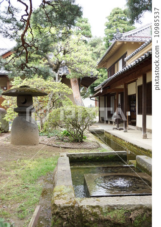 主人的房子的春天田中首腦的春天 10985537