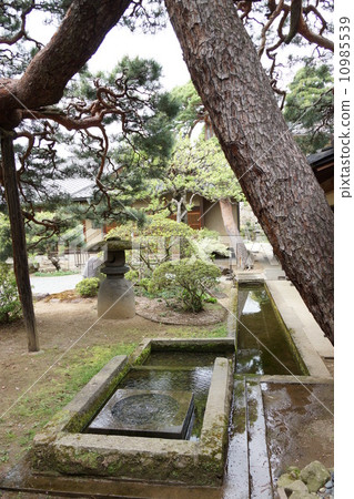 主人的房子的春天田中首腦的春天 10985539