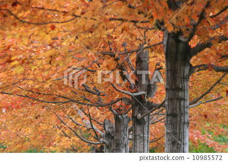Vibrant Color leaves on trees at golden Autumn Vibrant Color leaves on trees at golden Autumn 10985572