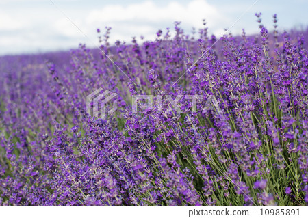 Purple field of lavender flowers 10985891