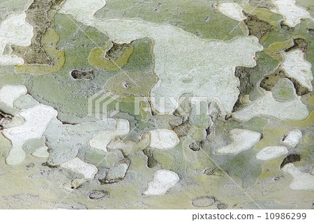 Bark of Platanus (a shabby tree) Bark of Platanus (a shabby tree) 10986299