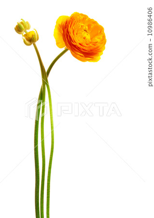 yellow flower 10986406