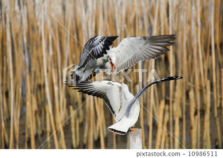 seagull 10986511