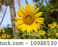 Sun Flower 10986530