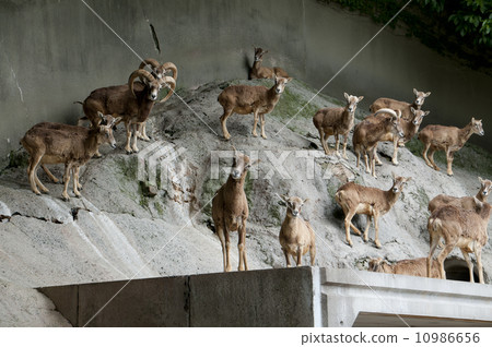 Mufflon Mufflon 10986656