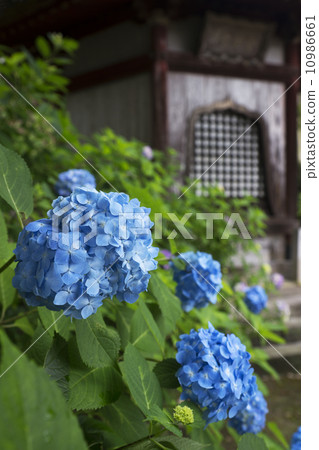 Yada Temple at the time of hydrangea 10986661