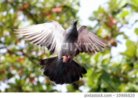 flying dove flying dove 10986820