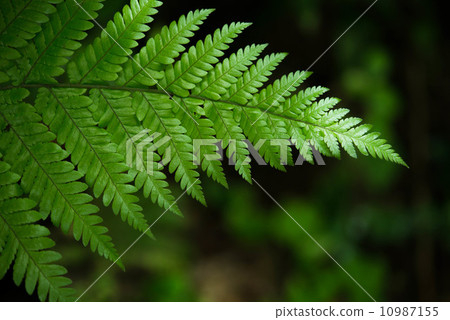 Fern leaf　 10987155