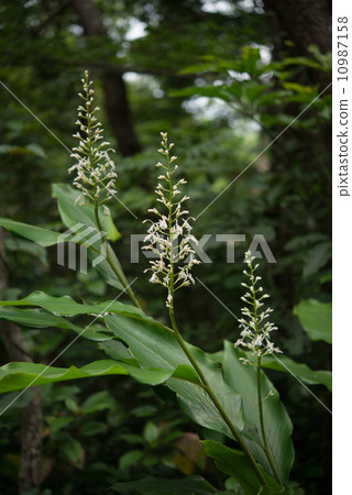 青野熊竹蘭 青野熊竹蘭 10987158