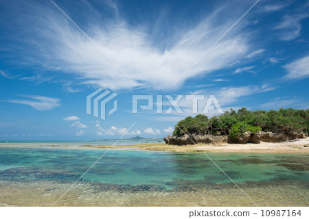 Oshimazaki of Okinawa Oshimazaki of Okinawa 10987164