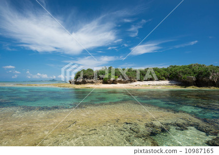 Oshimazaki of Okinawa 10987165