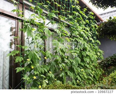 Green Curtain Green Curtain 10987227