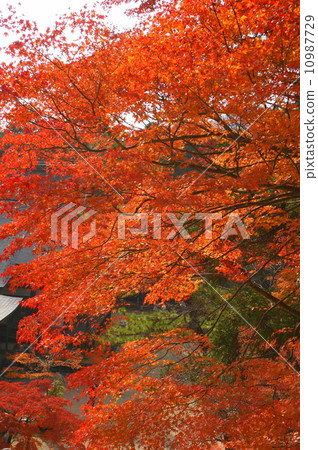 神護寺 神護寺 10987729