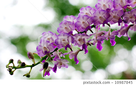 Orchid Orchid 10987845