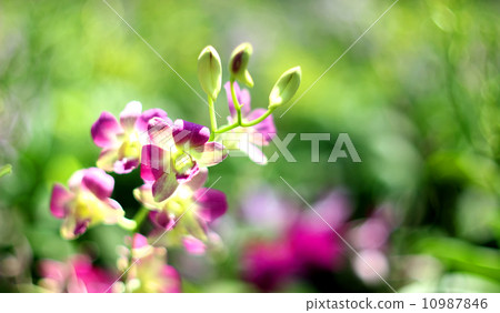 Orchid Orchid 10987846