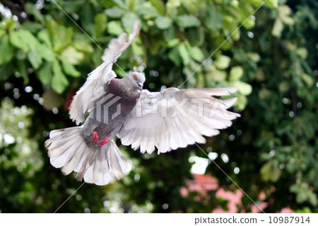 Flying Dove Flying Dove 10987914