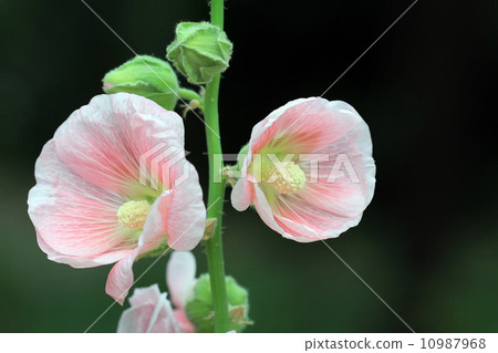 hollyhock 10987968