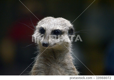 meerkat  10988072