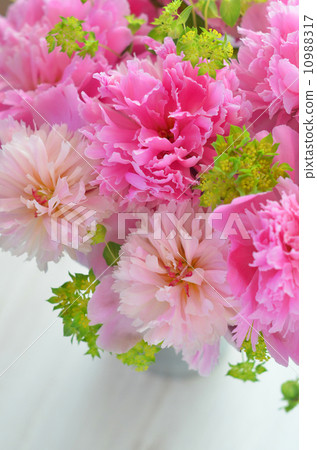 Peony of peonies Peony of peonies 10988317