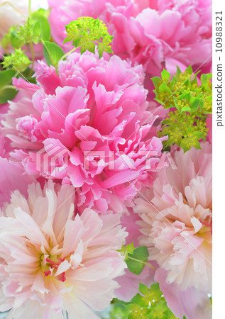 Peony of peonies Peony of peonies 10988321