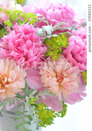 Peony of peonies Peony of peonies 10988322