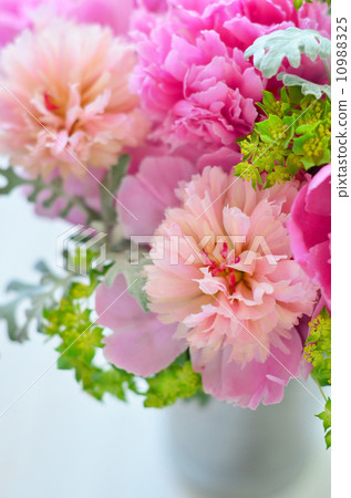 Peony of peonies Peony of peonies 10988325