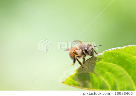 Honeybee Honeybee 10988406