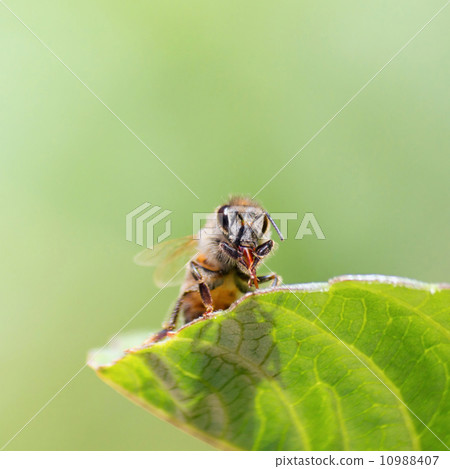 Honeybee Honeybee 10988407
