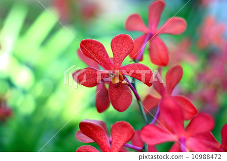 Orchid 10988472