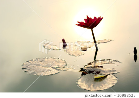 lotus flower lotus flower 10988523