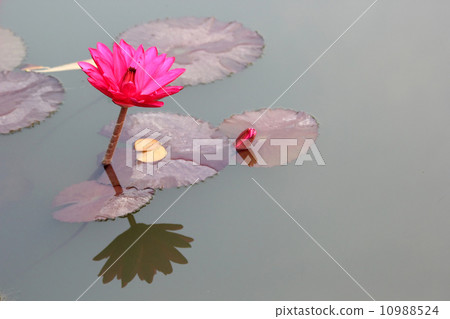 lotus flower lotus flower 10988524