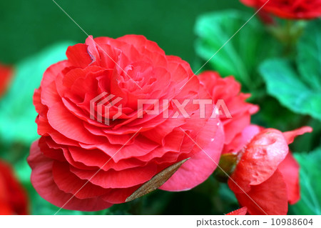 Flower Flower 10988604