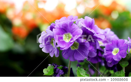 Flower Flower 10988608