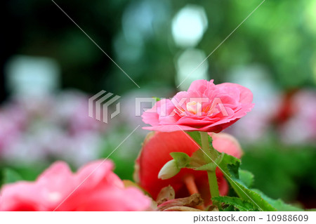 Flower Flower 10988609