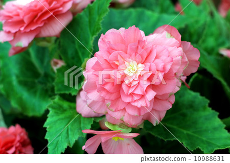 Flower Flower 10988631