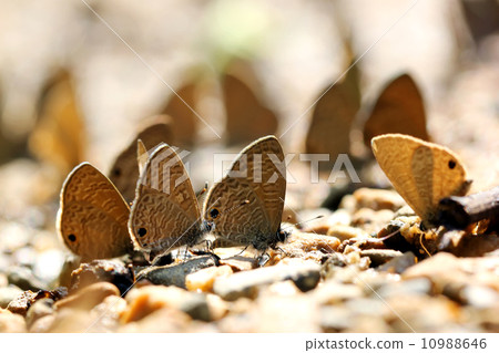 Butterfly Butterfly 10988646