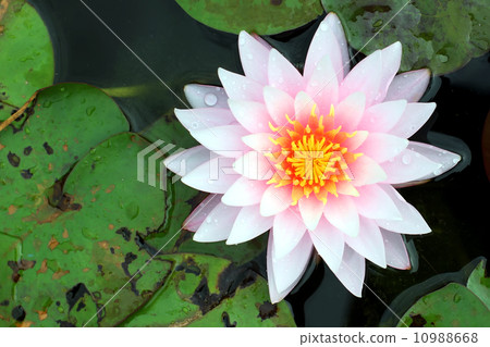 Lotus Flower 10988668