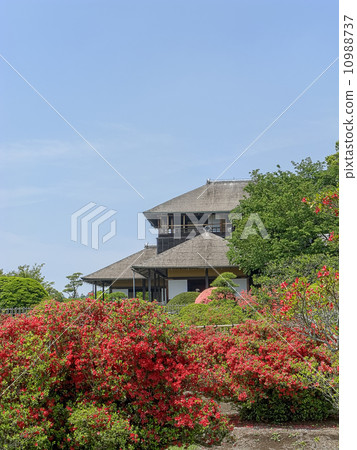 霧島杜鵑花和Yoshimunei（垂直切割） 10988737