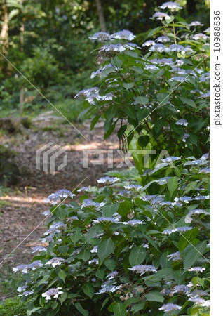 Hydrangea of hydrangea Hydrangea of hydrangea 10988836