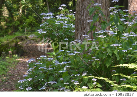 Hydrangea of hydrangea Hydrangea of hydrangea 10988837