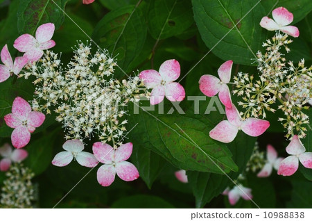 Gaku hydrangea Gaku hydrangea 10988838