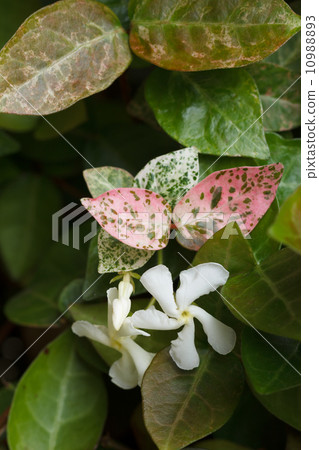 Hatoyuki's flowers 10988893