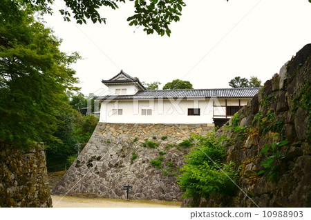 Hikone城堡在初夏 10988903