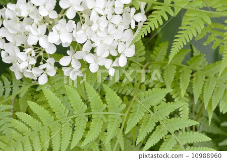 繡球花和綠葉 10988960