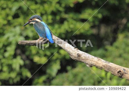 翠鳥(幼兒園)(可能是雌鳥) 翠鳥(幼兒園)(可能是雌鳥) 10989422