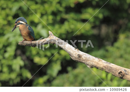 Kingfisher (kindergarten) (probably female bird) Kingfisher (kindergarten) (probably female bird) 10989426
