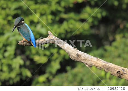 Kingfisher (kindergarten) (probably female bird) Kingfisher (kindergarten) (probably female bird) 10989428