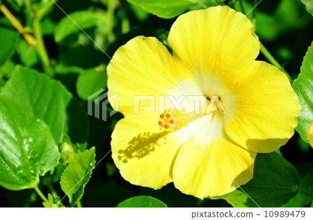 夏威夷的假期 夏威夷的假期 10989479
