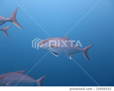 greater amberjack 10989583